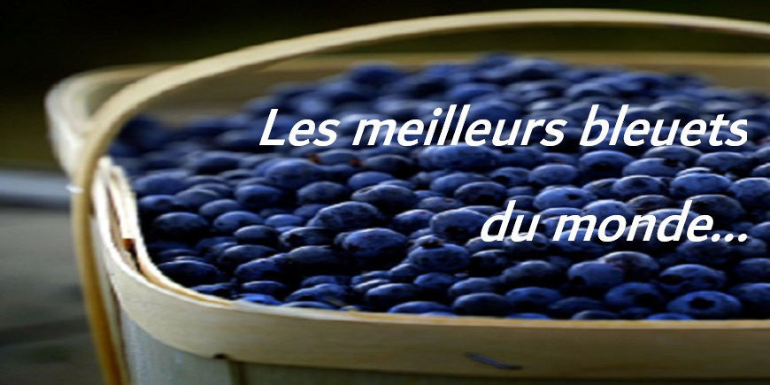 LES BLEUETS DU LAC ST-JEAN